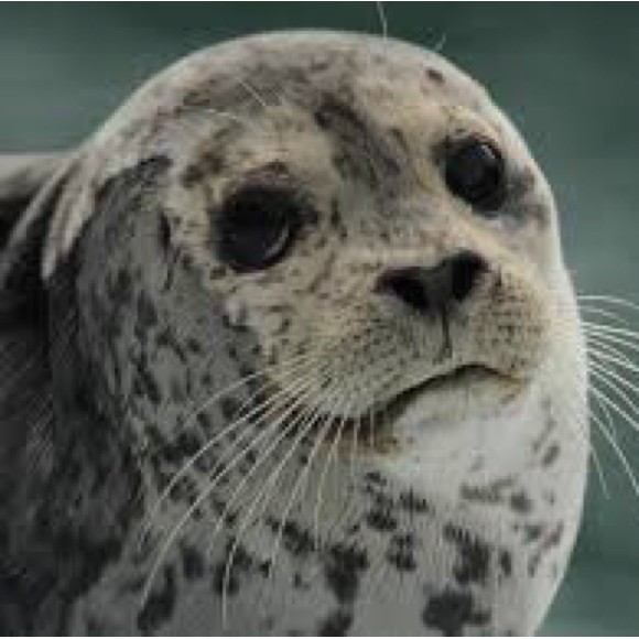 seal617